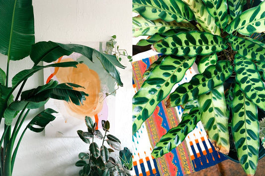 THE ULTIMATE HOUSE PLANT GUIDE BY OUR ART DIRECTOR KATIE MARKUS